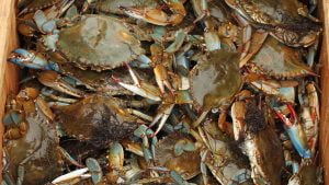 Blue Crab Festival