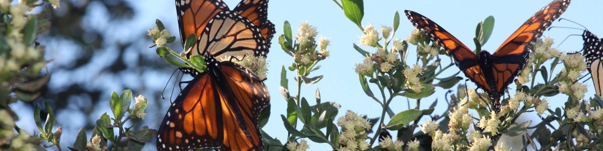 Butterflies in Alligator Point Florida