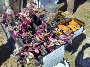 Country-Farmers-Market.jpg Country-Farmers-Market.jpg