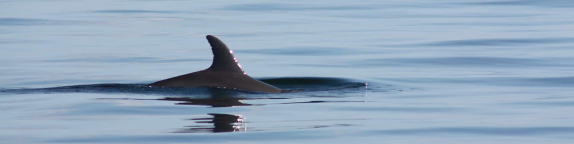 Dolphin Swimming - Alligator Point Florida