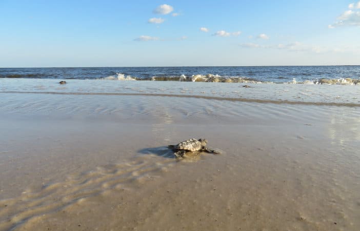 Seaturtle on Alligator Point Beach