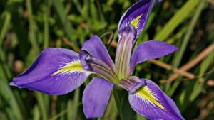 Wildflower-NVzaEx.tmp_ Wildflower-NVzaEx.tmp_