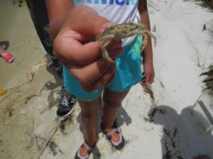 Girl-holding-a-small-crab-that-was-caught-on-the-beach-in-the-Forgotten-Coast-lbBdT8.tmp_