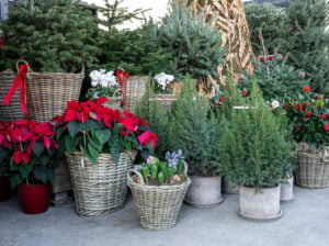Holiday-Fresh-Market-xikBXK.tmp_ Holiday-Fresh-Market-xikBXK.tmp_