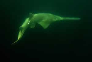 deangrubbsshark2-scaled-e1668028596111-WmQ6R0.tmp_ deangrubbsshark2-scaled-e1668028596111-WmQ6R0.tmp_