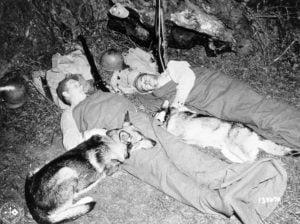 War-Dogs-and-their-handlers-snatch-a-few-minutes-of-much-needed-rest.-The-Armys-War-Dogs-are-trained-by-the-Remount-Service-Quartermaster-Corps.-Circa-1944-RuzG3M.tmp_