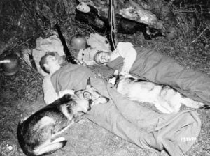 War-Dogs-and-their-handlers-snatch-a-few-minutes-of-much-needed-rest.-The-Armys-War-Dogs-are-trained-by-the-Remount-Service-Quartermaster-Corps.-Circa-1944-RuzG3M.tmp_ War-Dogs-and-their-handlers-snatch-a-few-minutes-of-much-needed-rest.-The-Armys-War-Dogs-are-trained-by-the-Remount-Service-Quartermaster-Corps.-Circa-1944-RuzG3M.tmp_