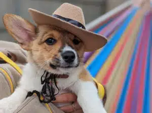 Apalachicola-Mardi-Gras-Barkus-Parade-Street-Festival@2x-IFw9mN.tmp_ Apalachicola-Mardi-Gras-Barkus-Parade-Street-Festival@2x-IFw9mN.tmp_
