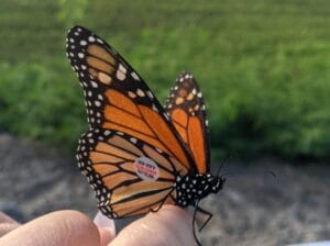 Butterfly-Event-kdtpuB